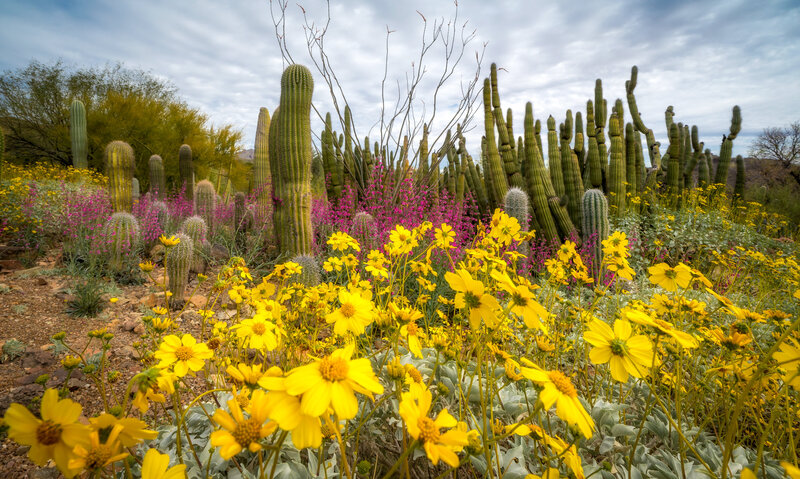 Cactus-Garden