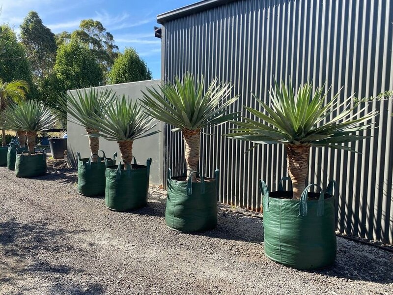 Mature Dracaena Draco Dragon Trees for Sale in Sydney