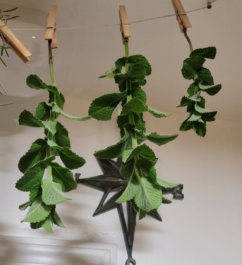 Homegrown rosemary stems hanging up to dry at Berry and Balm