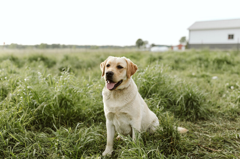Sylvie | Yellow English Labrador | Hearthstone Labradors