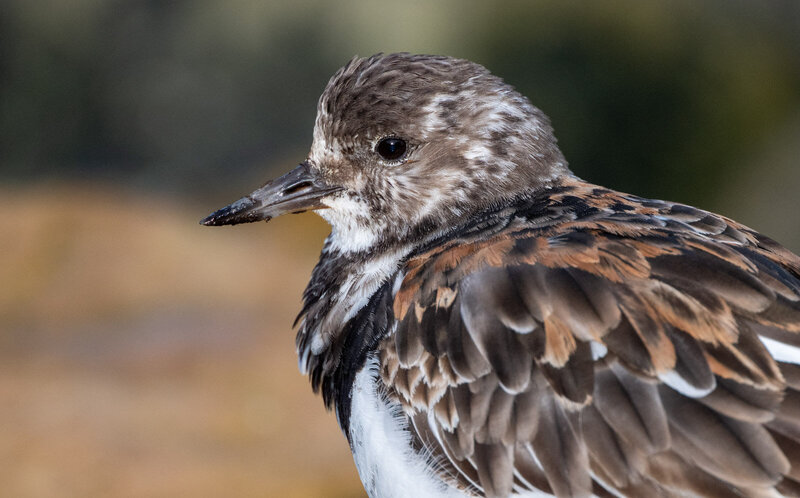 Turnstone_001