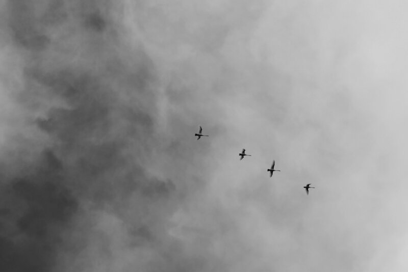 pexels-gru-937766