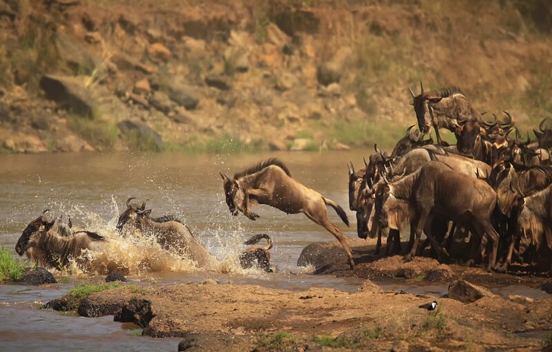 Tanzania Safari  (10)