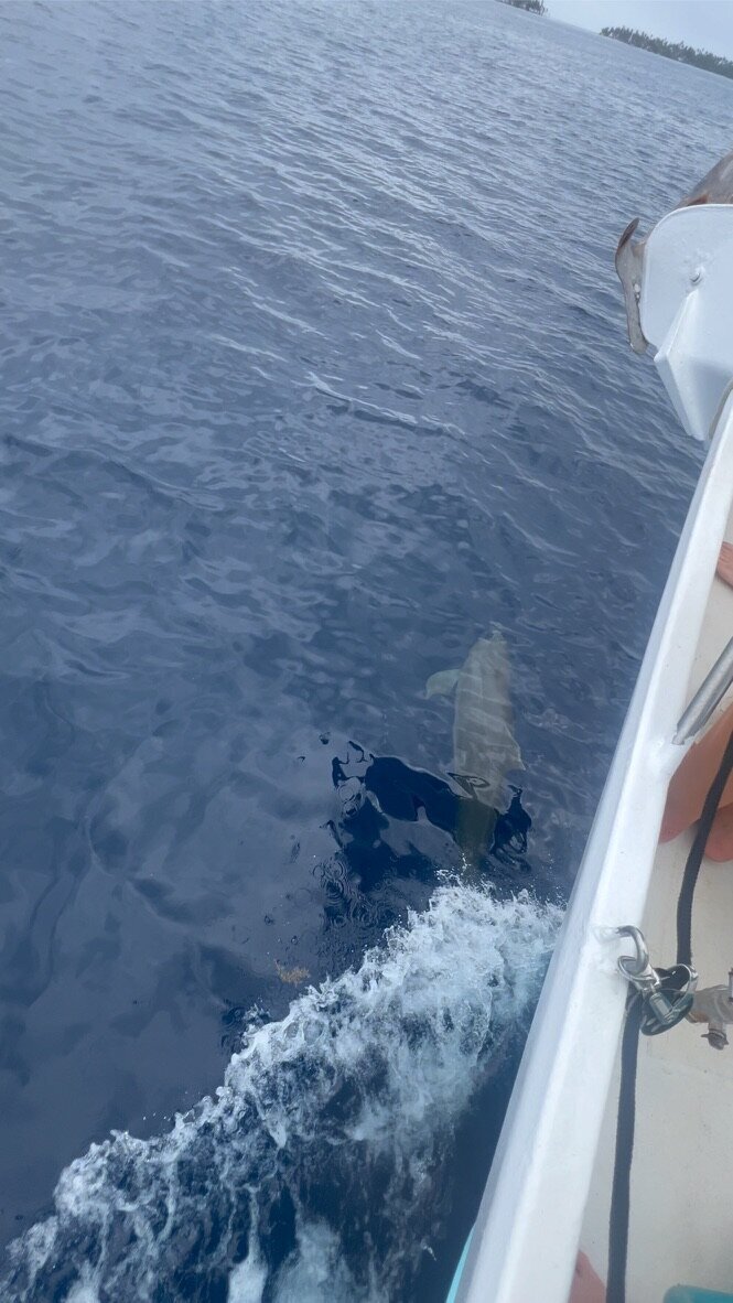 8B4F2B78-E45C-4853-9BC2-DE8A1DEC56CB_1_105_c