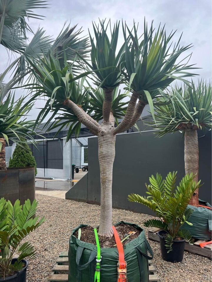 Dragon Tree Multi-Headed - Dracaena Draco Dragon Tree - Exotic plants and trees sydney - Go Green Nurseries