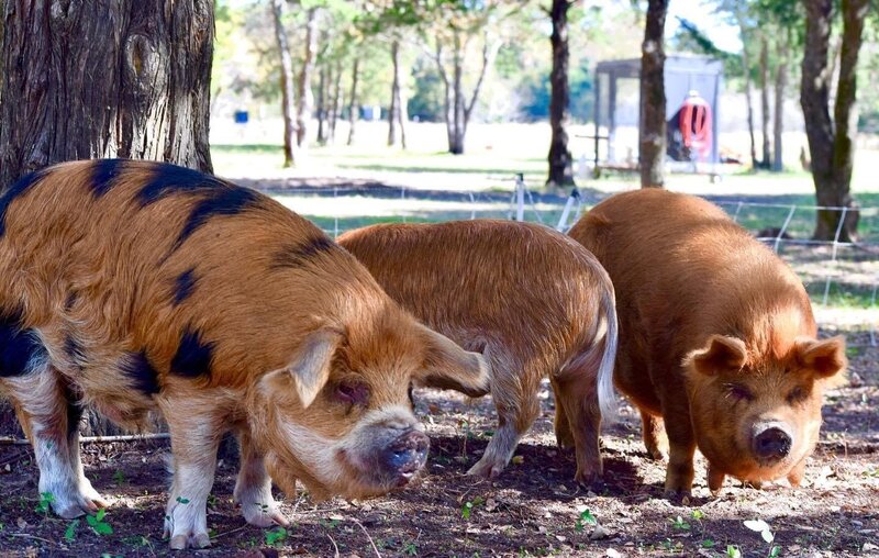 pig friends