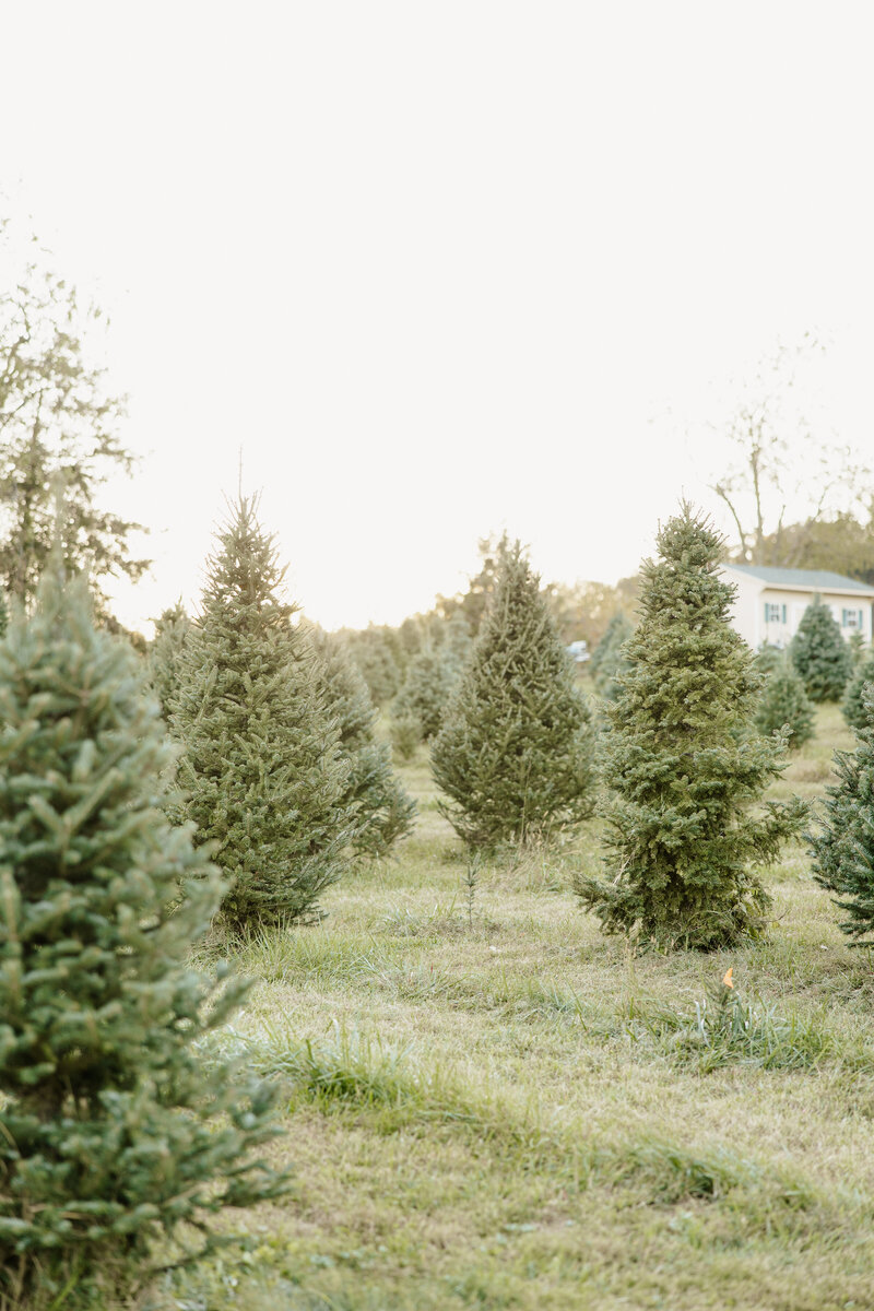 Virginia-Waynesboro-Harrisonburg-Mt-Crawford-Wedding-Engagement-Proposal-Photographer-Staunton-Harrisonburg-Lexington-Timeless-Best-Professional-Mountain