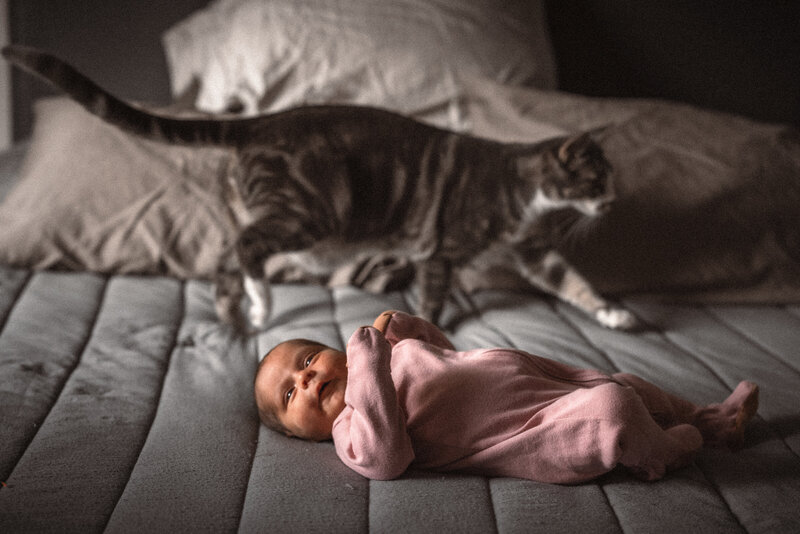 newborn baby on bed with cat