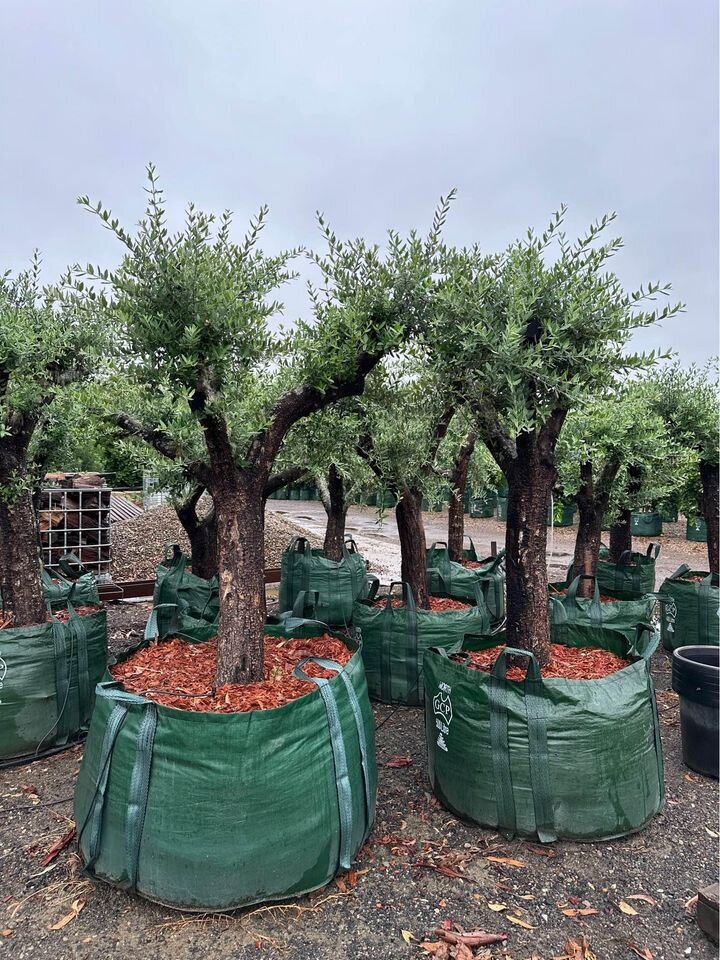 OLEA EUROPAEA 'EUROPEAN' - mature tree sydney - go green nurseries