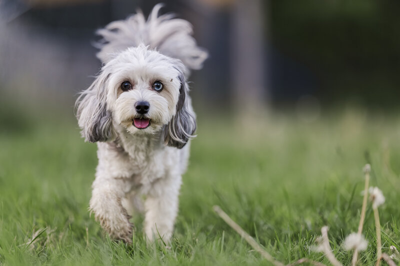 Candid Hudson Valley pet photos in Newburgh capturing personality and real expression