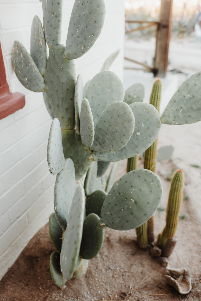 joshuatreeeditorial-167