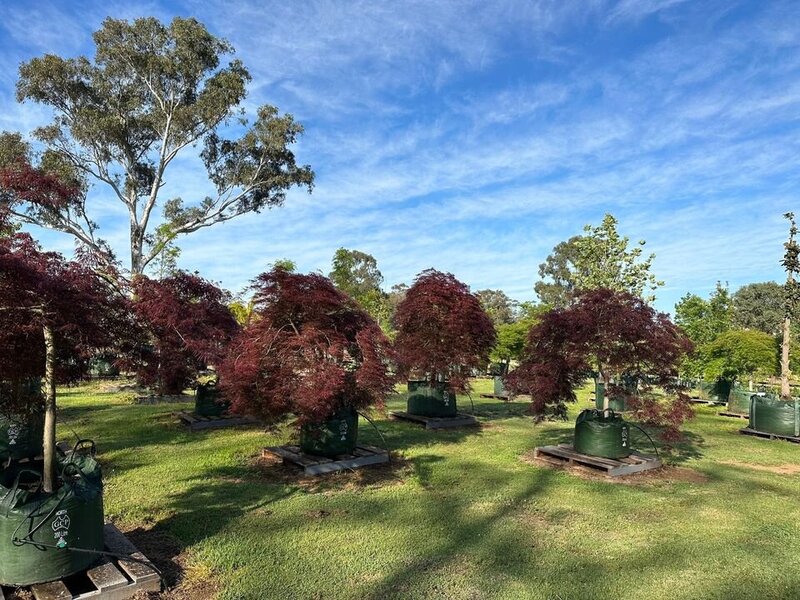 ACER PALMATUM DISSECTUM - RED WEEPING MAPLES MATURE TREE SYDNEY