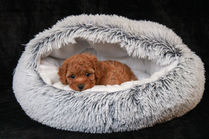 Junipuff 5 weeks2
