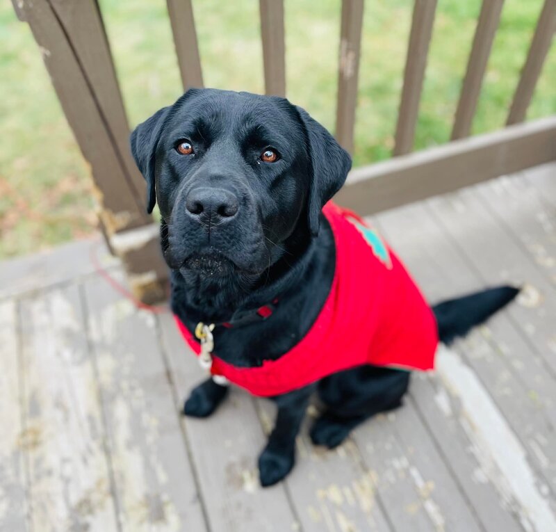 Black Lab female from AKC bloodlines in Michigan.