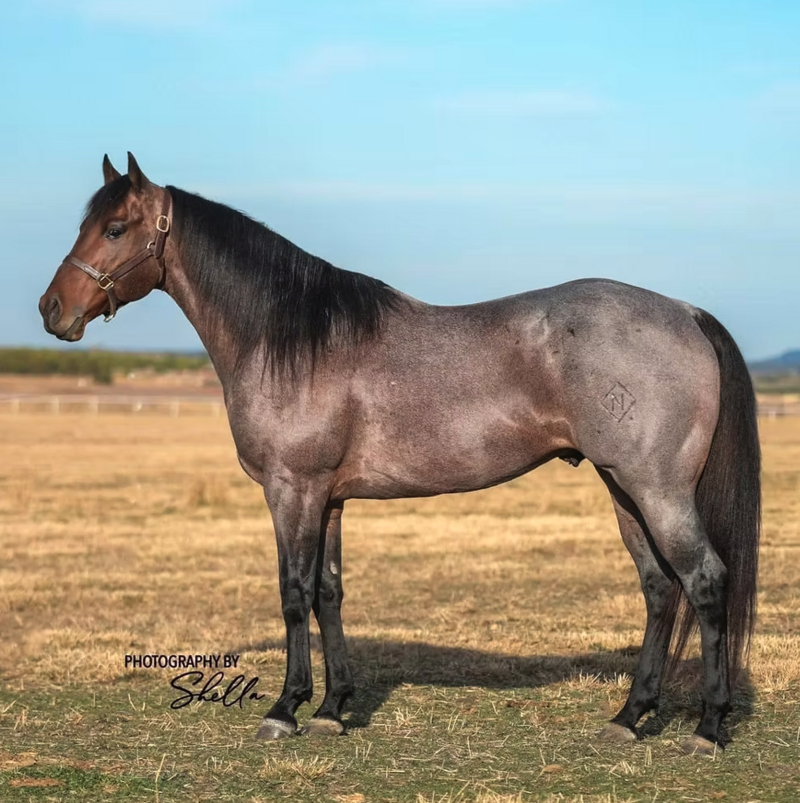 Trippin' on Fame Stallion listing2