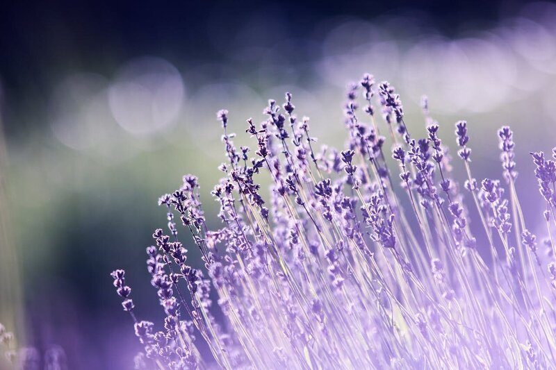 soft-lavender