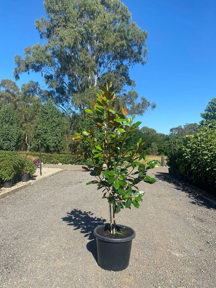 Mature magnolia little gem trees for sale sydney