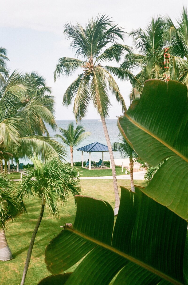 View of the ocean from behind big green foliage