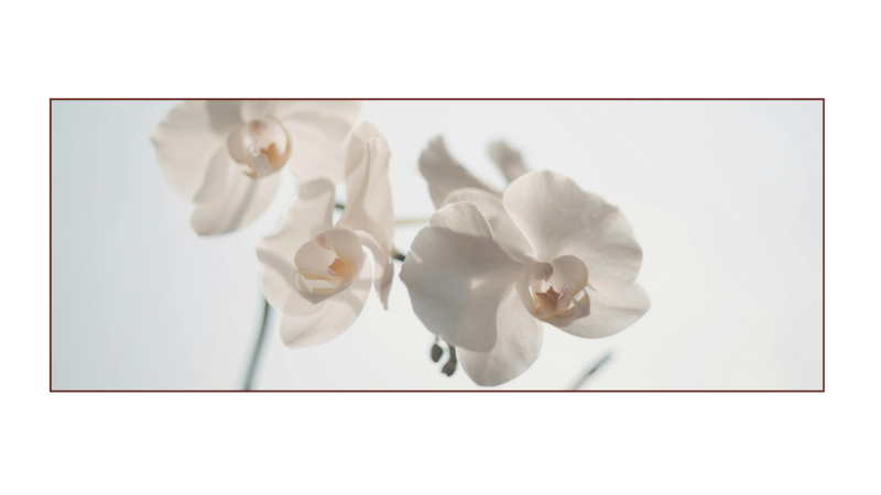 A white flower symbolizing purity and elegance, representing the holistic branding and custom website design services offered by a web design agency for lifestyle brands.