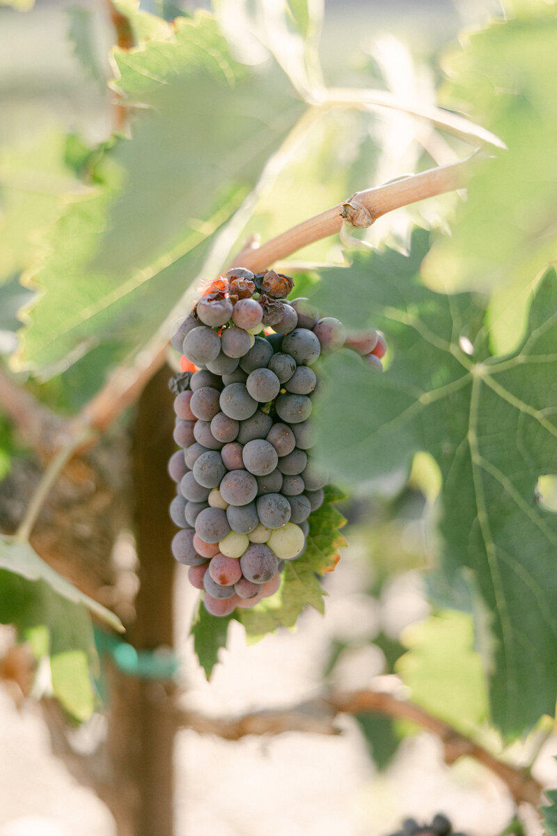 MeganRaePhotography-MonserateWinery-325