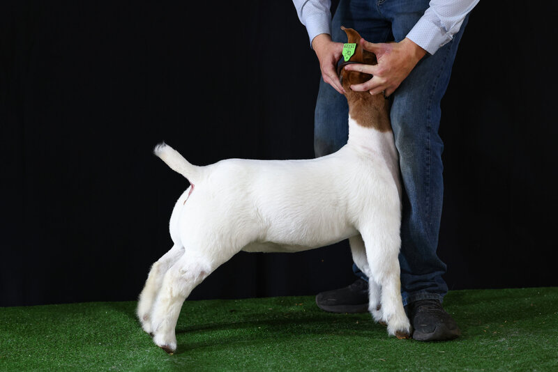 livestock photographer