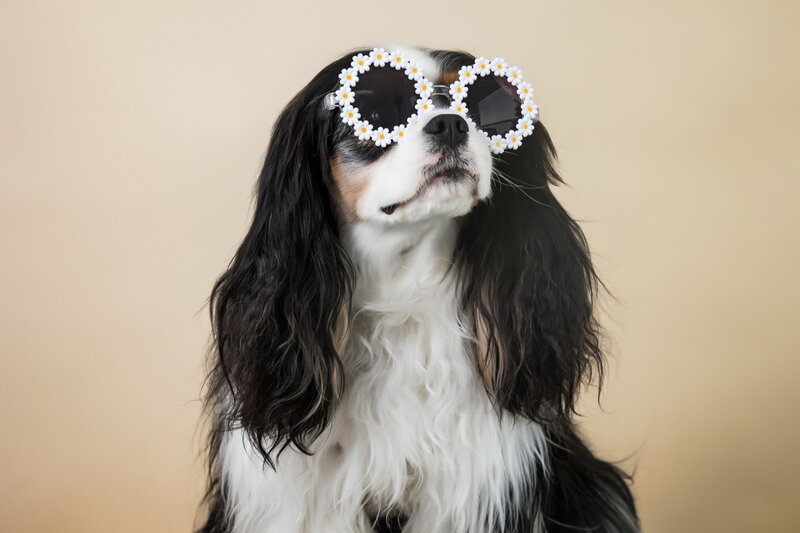 dog looks away from camera wearing flower sunglasses