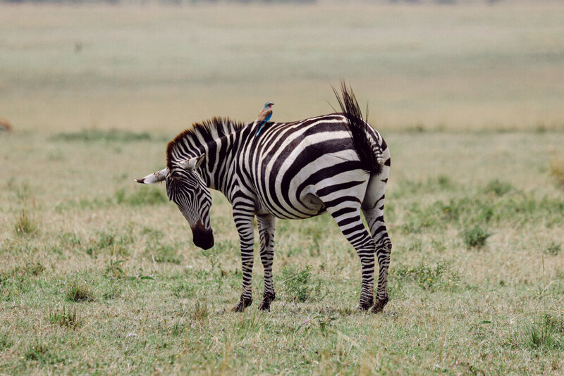 safariedited-047