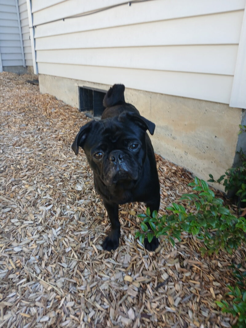 Winston (1)