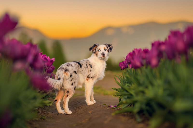 Experience the enchantment of outdoor pet photography with this captivating image of a multicolored Australian Shepherd standing amidst vibrant purple tulips at twilight. The warm hues of the sunset beautifully complement the cool tones of the dog’s unique coat, creating a picturesque scene perfect for any pet lover. Captured by Pets through the Lens Photography, this stunning photo showcases the magic of nature and the beauty of dogs in their outdoor element. Ideal for those seeking to immortalize their pet’s adventurous spirit in a natural setting.
