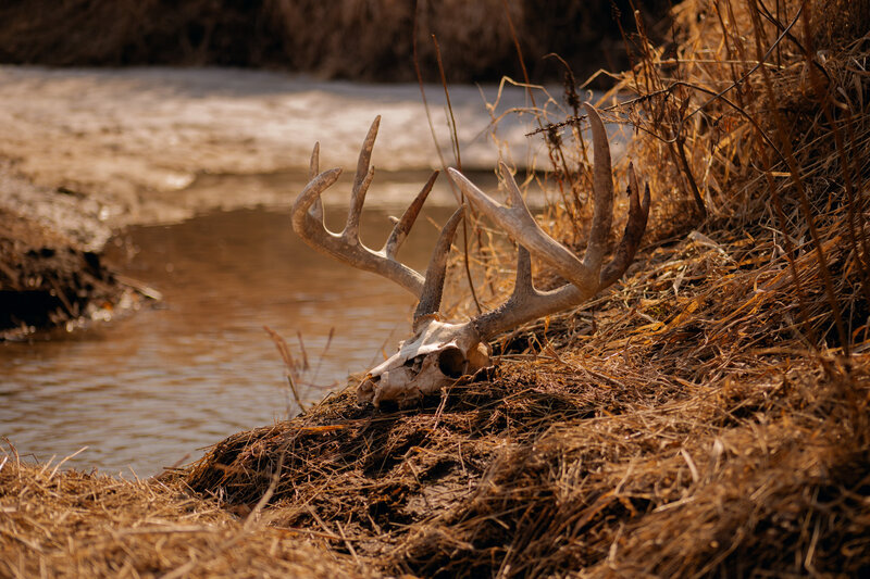 White tail buck skull and antlers on a river bank 