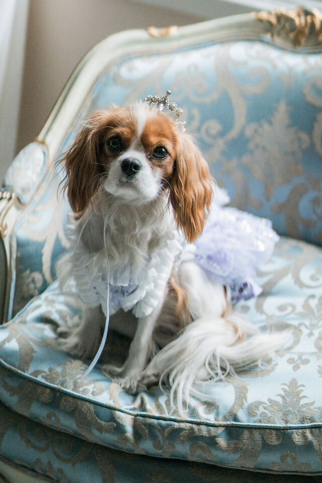 2976RachelLuisTorontoBridgertonWeddingLisaVigliottaPhotography