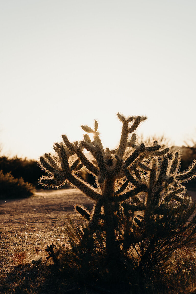 Cactus in the sunset