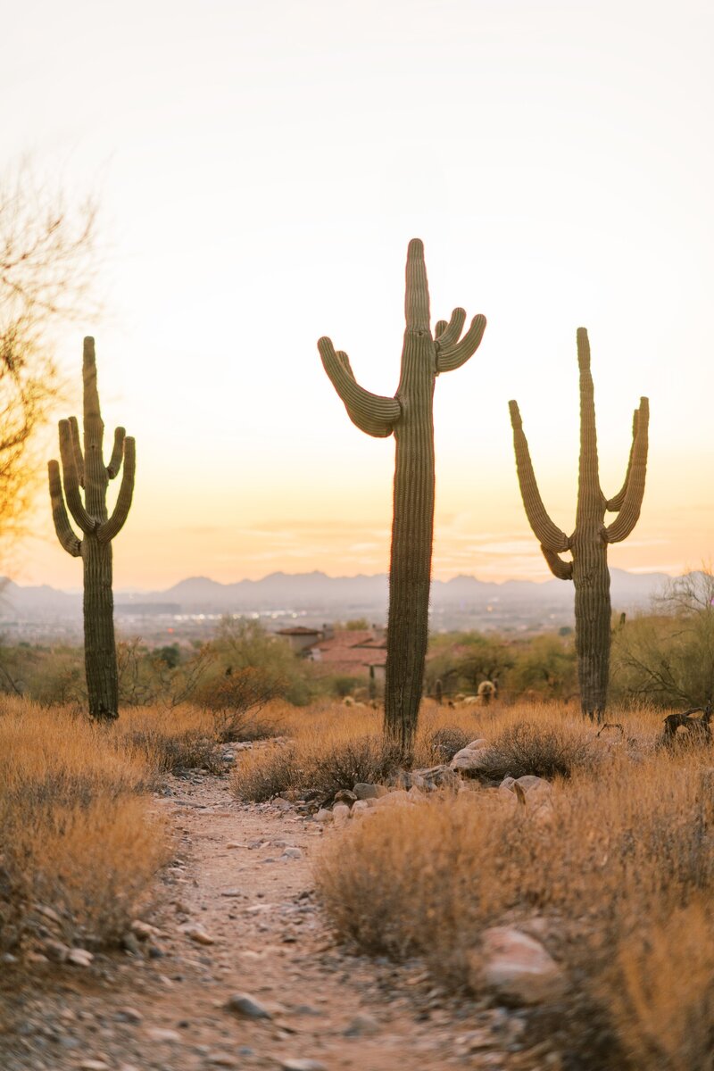 north scottsdale desert with three cactus