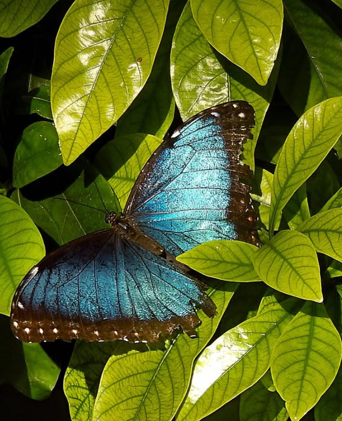 blue butterfly