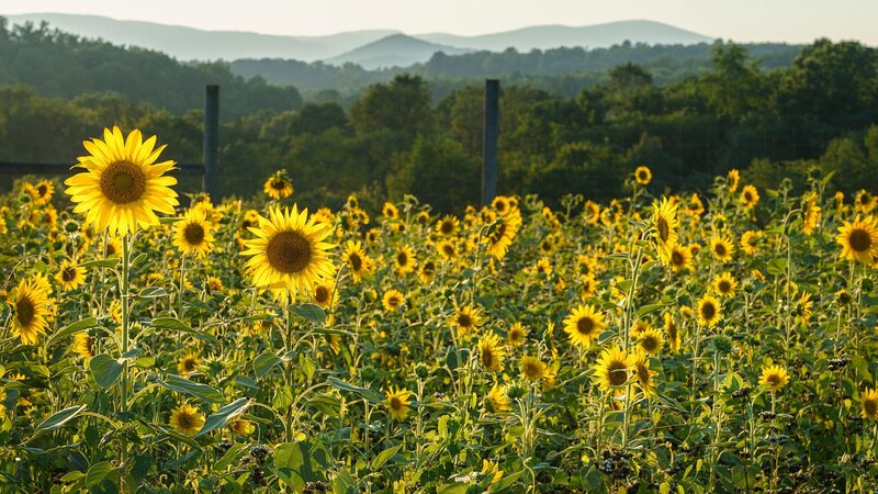 field of yellow sunflowers