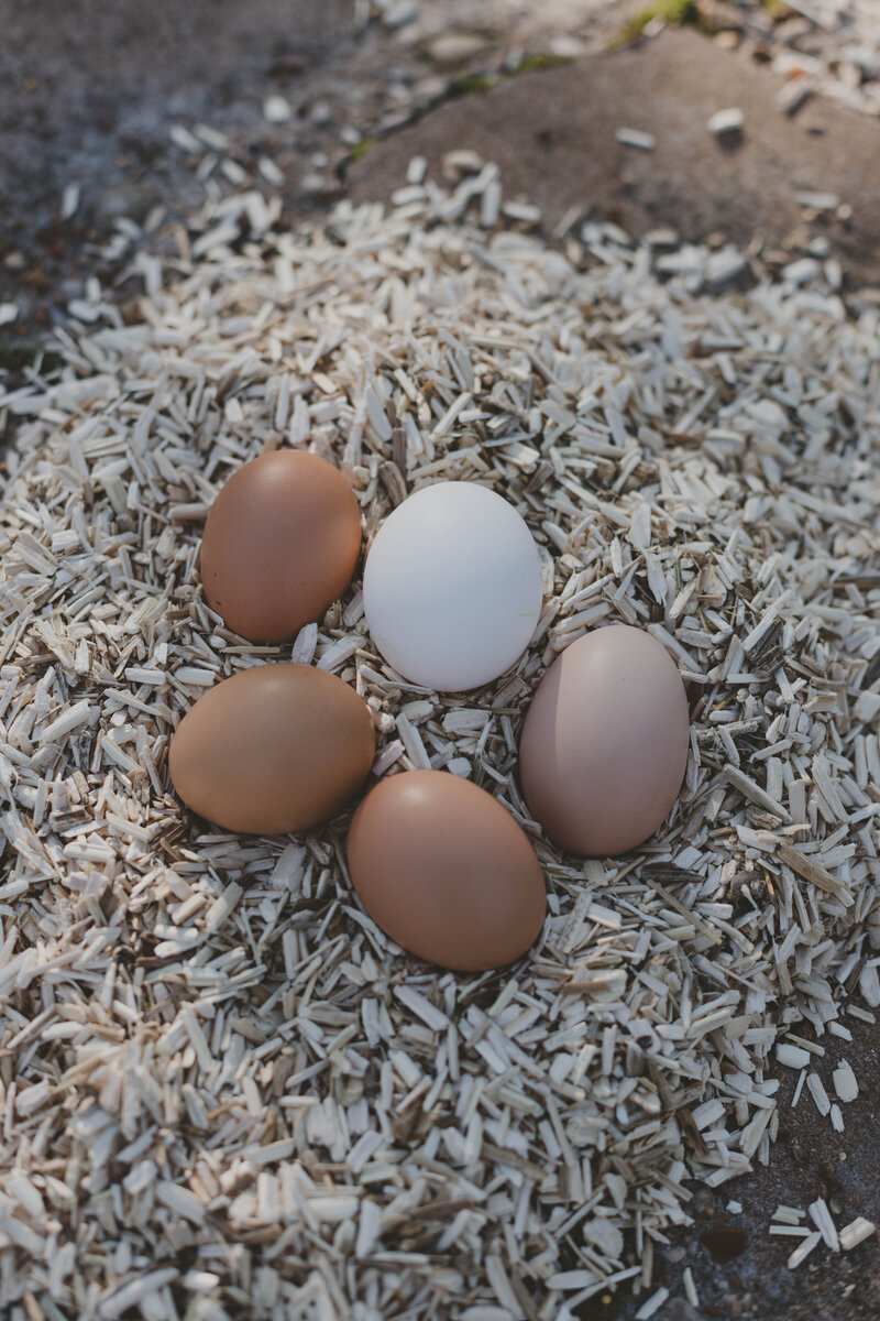 Egg-4