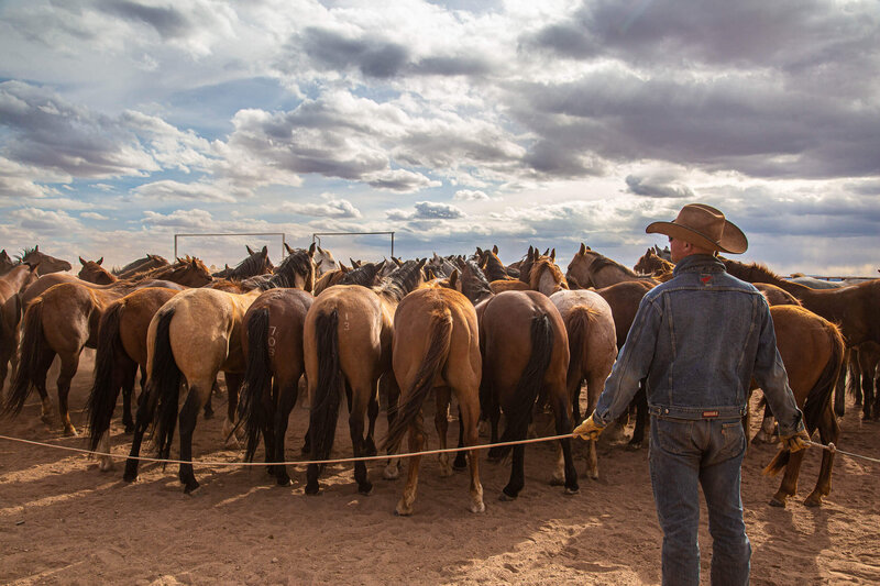 ranch hand working with horses at Silver Spur ranch