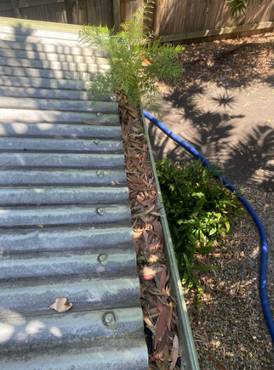 Full Gutter on the Sunshine Coast