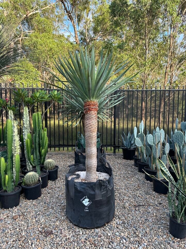 Mature Dracaena Draco Dragon Trees for Sale in Sydney