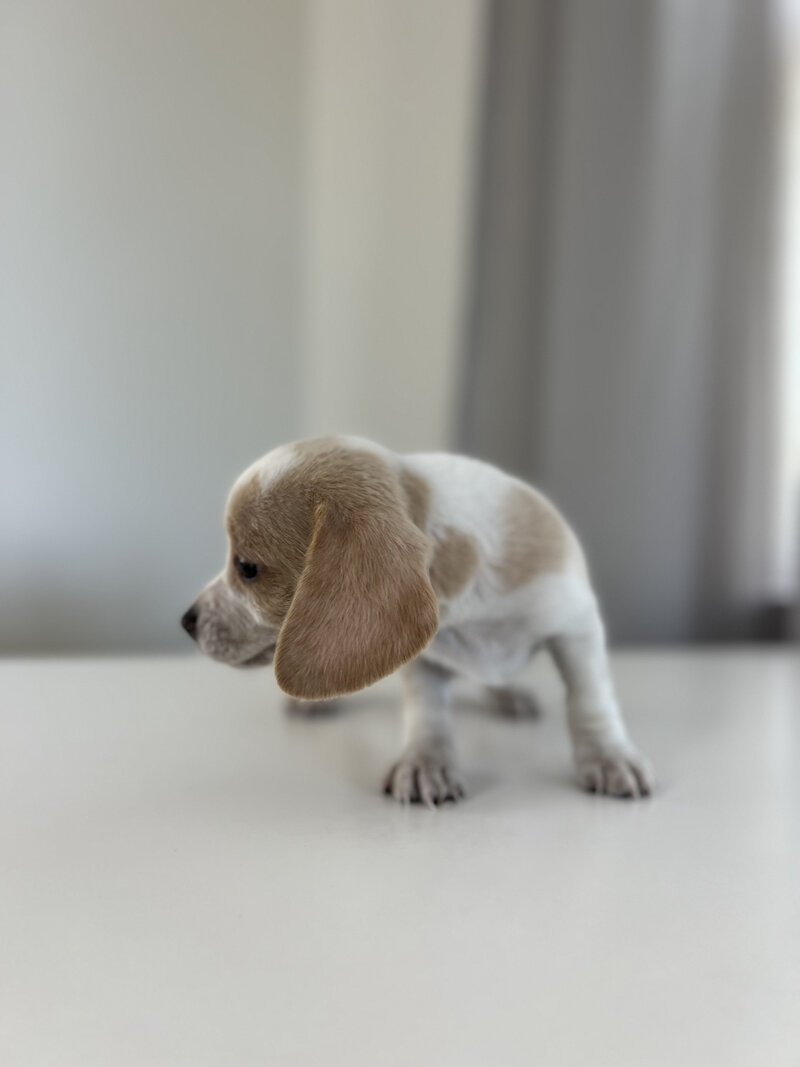 Pocket Beagle Puppies For Sale