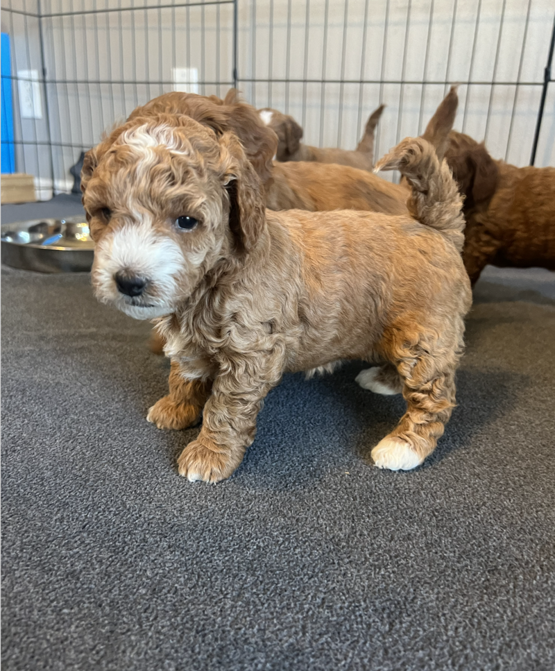 Screenshot 2024-09-13 at 7.13.56 AM