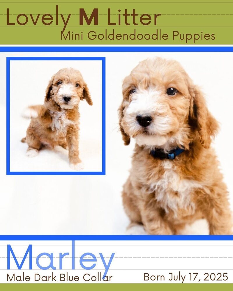 M Litter - Dk Blue Marley Male