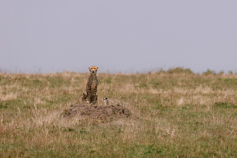 safariedited-289