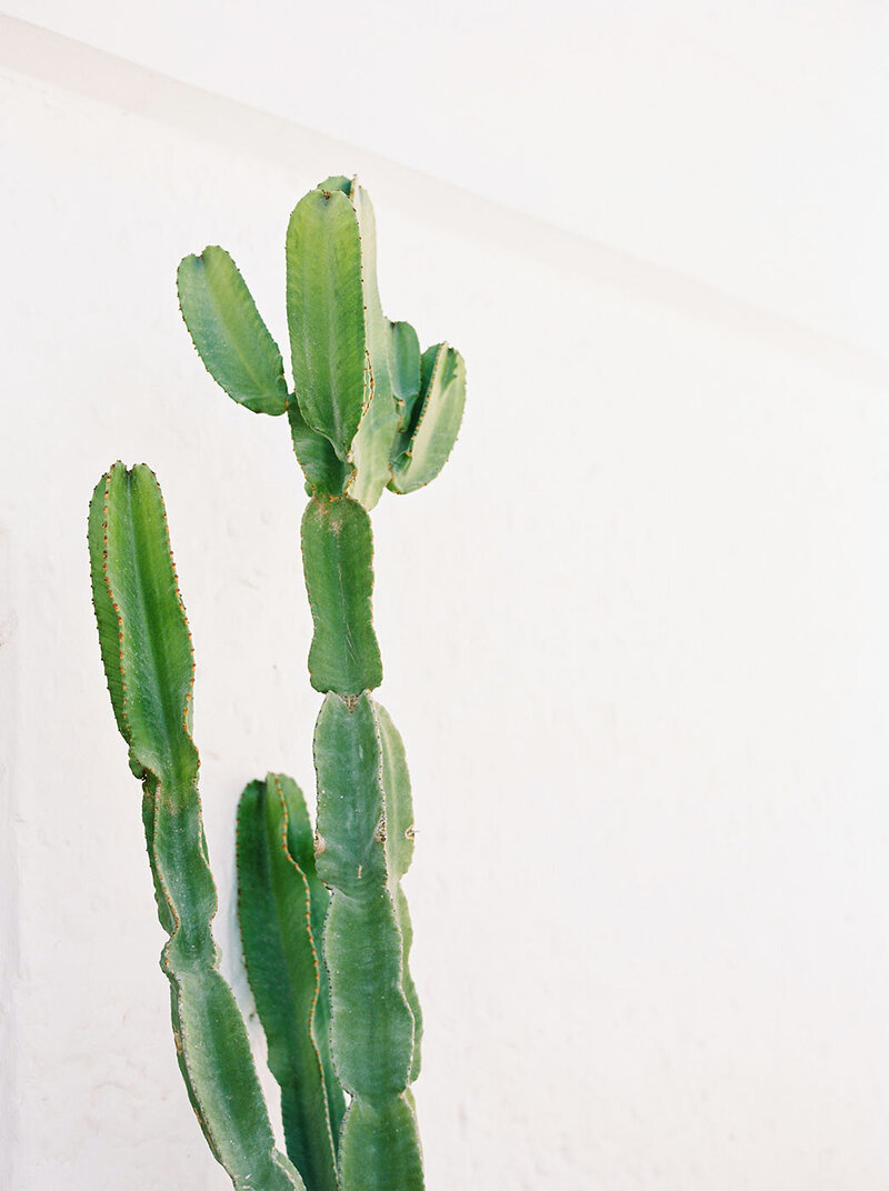 Tall green cactus in front of a white-painted stucco wall, used in the Xanthe Bookkeeping homepage design.
