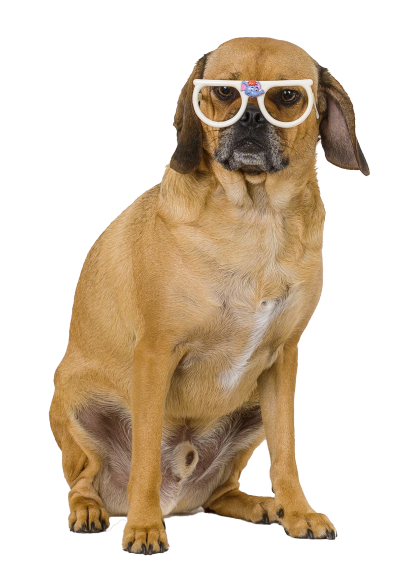 A dog with cool sunglasses