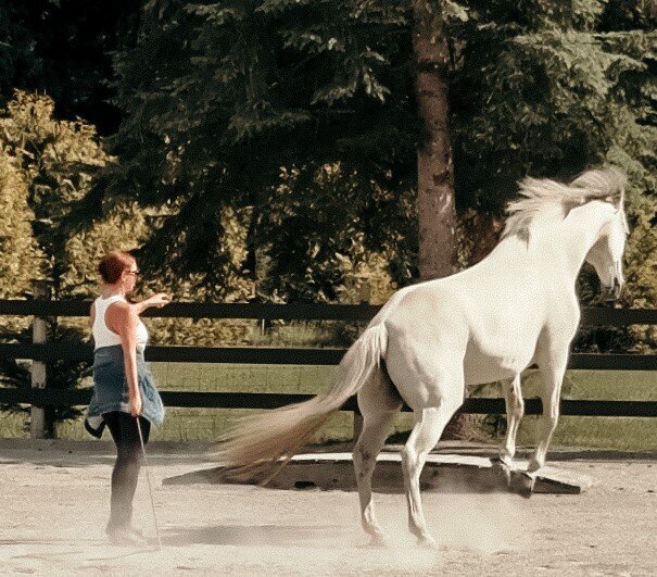 horse leaping