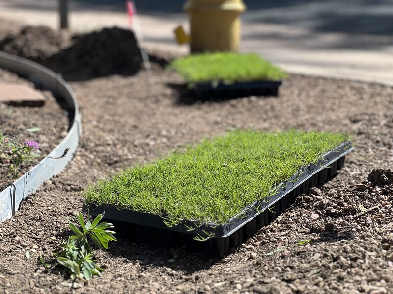 Newly sprouted grass seedlings in a black plastic tray on top of soil, with a blurred background indicating recent landscaping work.