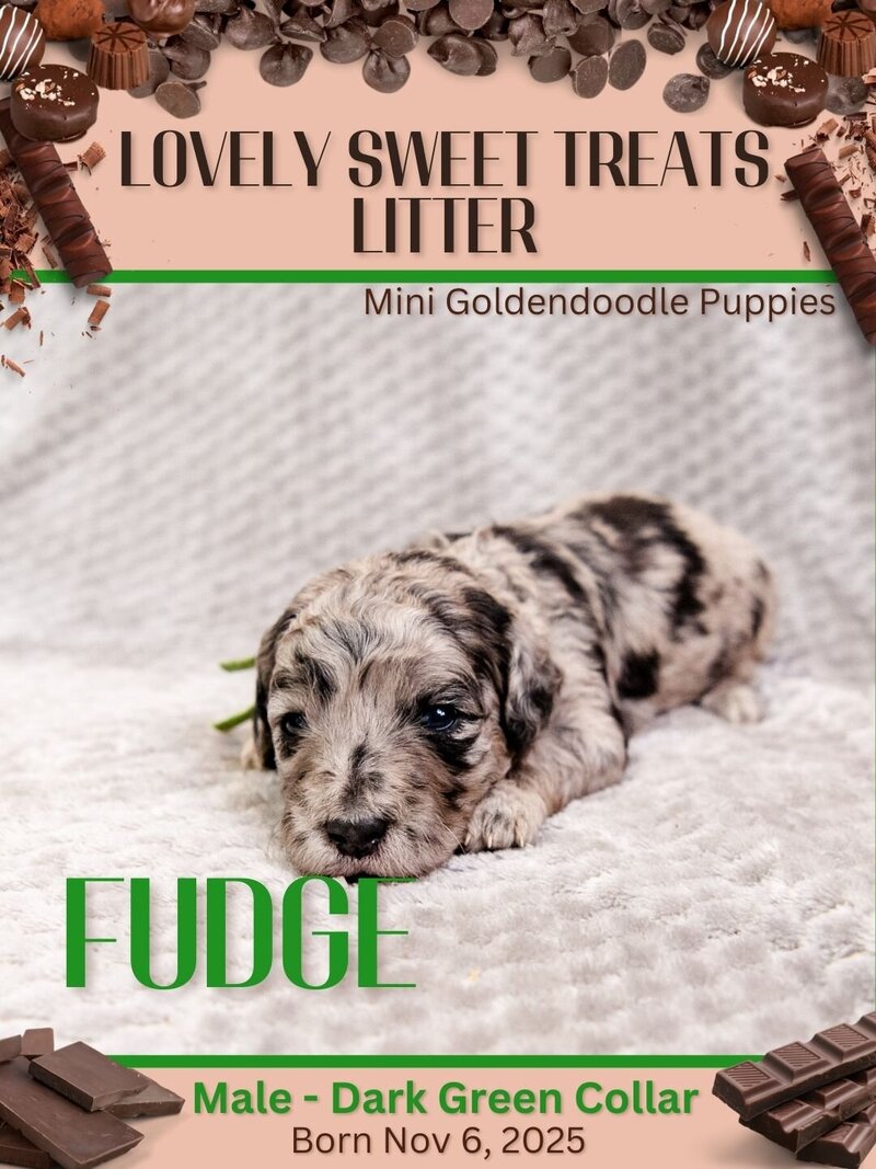Sweet Treats - Dark Green Fudge Male