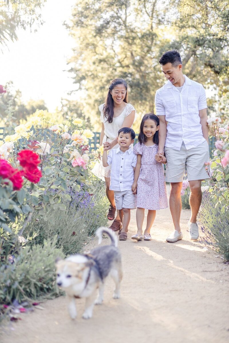 Family of four holding hands while walking behind their small dog during Palo Alto family portrait session