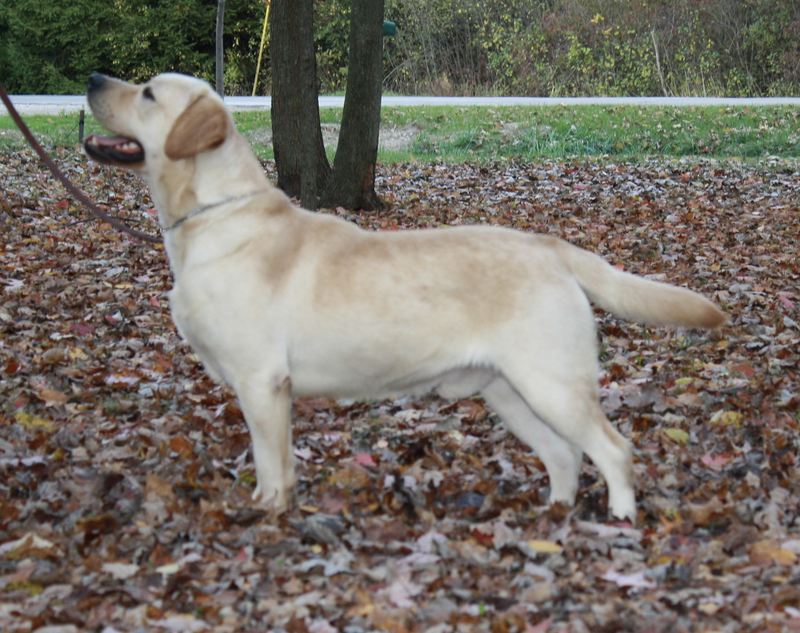 Retired yellow Labrador Retriever from Bad River Labradors.